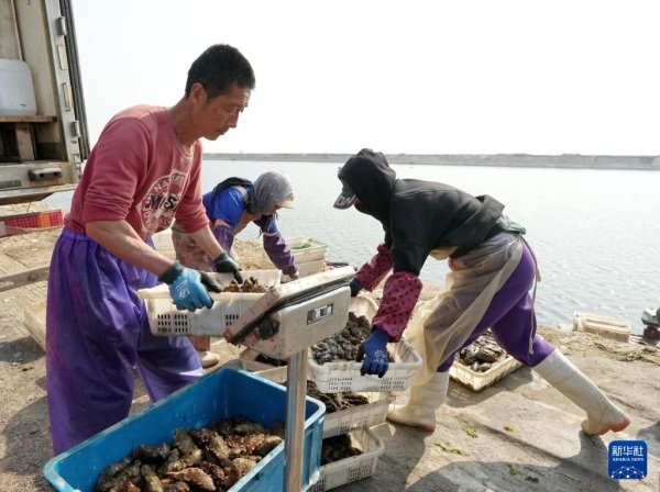 乐众盈 河北昌黎：海参收获忙