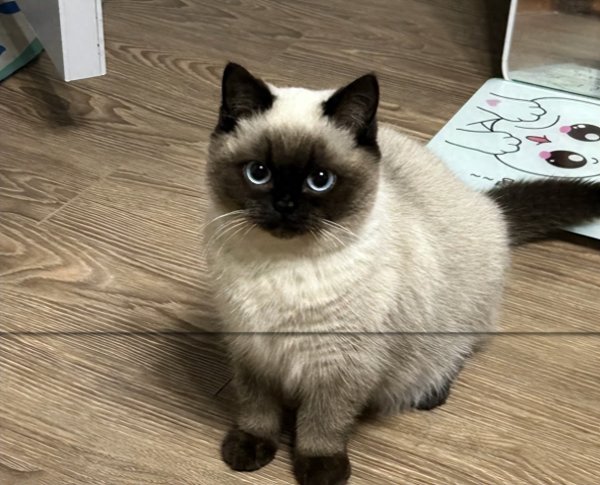 展鹏配资 猫界公认智商最高的6种猫，聪明似孩子，你家上榜了吗？