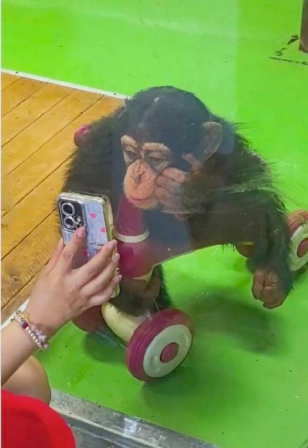 长宏网配资 上海野生动物园提示不要给网红猩猩看手机，园方：会伤害猩猩视力，看不清东西会焦躁