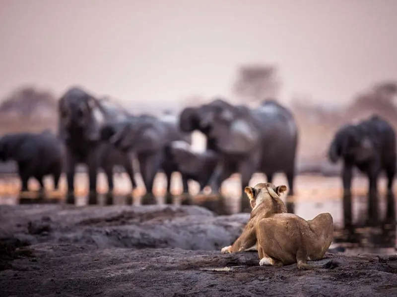 中期国际 非洲神奇动物（上）