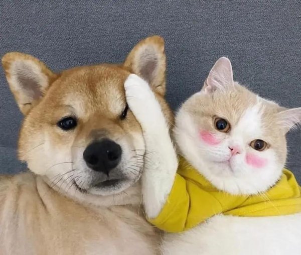 乐配资 狗狗风评输给猫咪？原因有这几点，养猫真省心