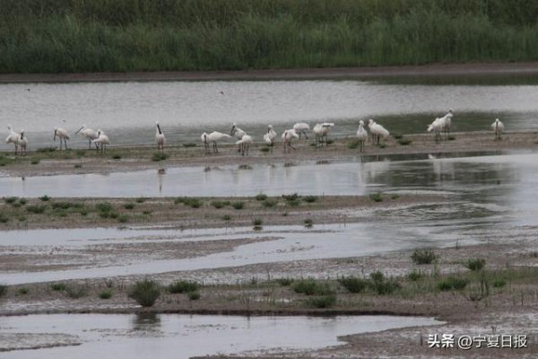 维嘉优配 20余只国家二级保护动物白琵鹭现身沙坡头国家级自然保护区
